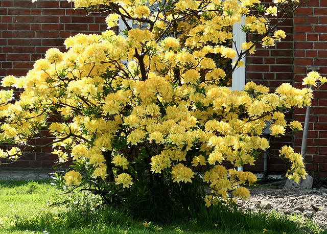 Rhododendron gelb