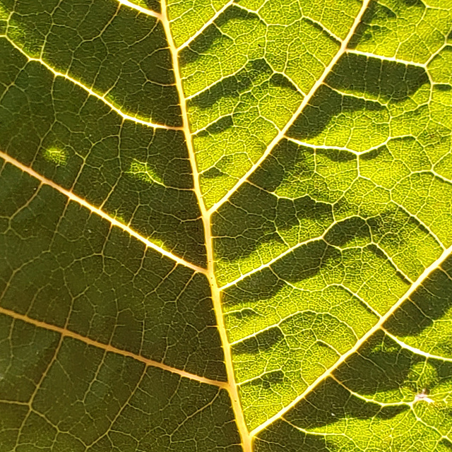 leaf