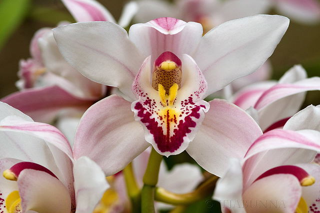 Orchid symmetry