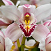 Orchid symmetry