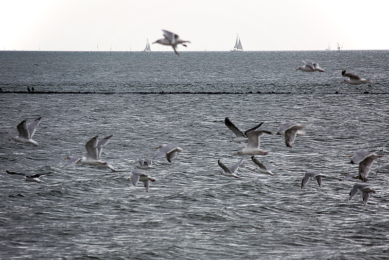 20140914 5291VRAw [NL] Silbermöwe (Larus argentatus), Terschelling