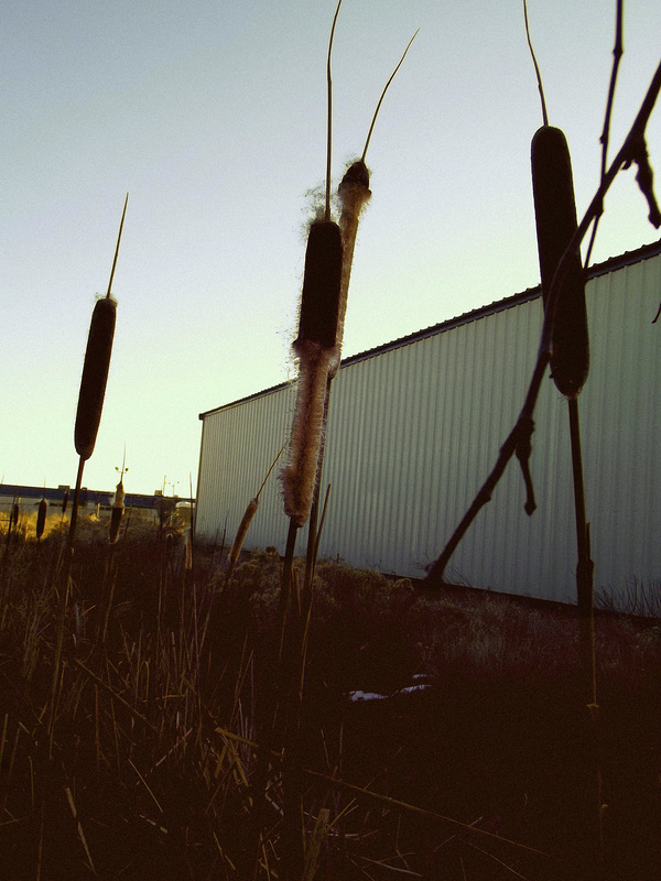 Cat tails