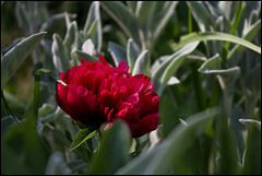 Paeonia officinalis