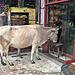 Shopping at AGRA (Rajasthan)