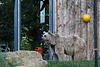 Warten auf den Bus (Zoo Heidelberg)