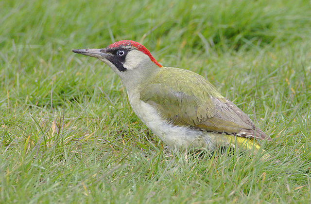 EF7A8103greenwoodpecker