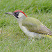 EF7A8103greenwoodpecker