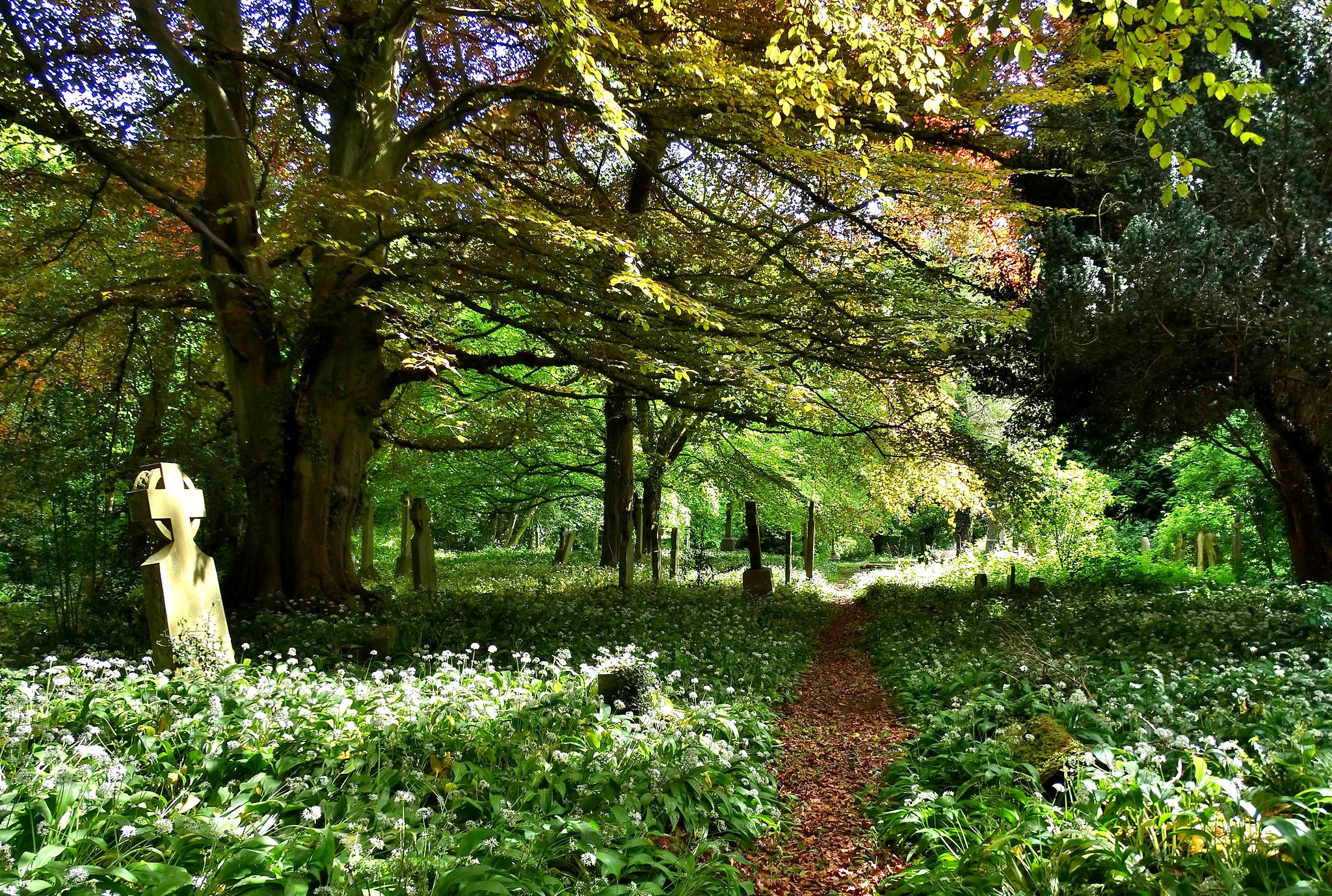 Bothal Churchyard. Northumberland covered with fragrant wild garlic