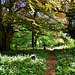 Bothal Churchyard. Northumberland covered with fragrant wild garlic