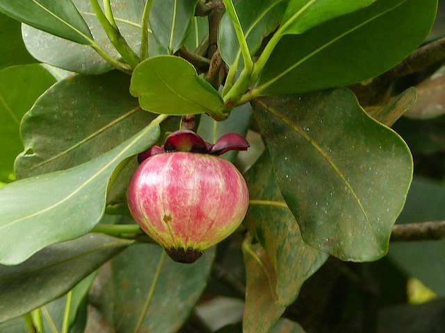 Fruit of the Autograph tree / Clusia rosea, Tobago