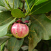 Fruit of the Autograph tree / Clusia rosea, Tobago