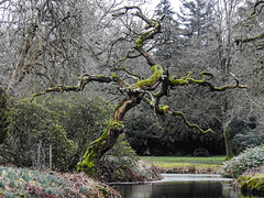 20180405 3569CPw [D~AUR] Knorriger Baum, Schlosspark Lütetsburg, Lütetsburg