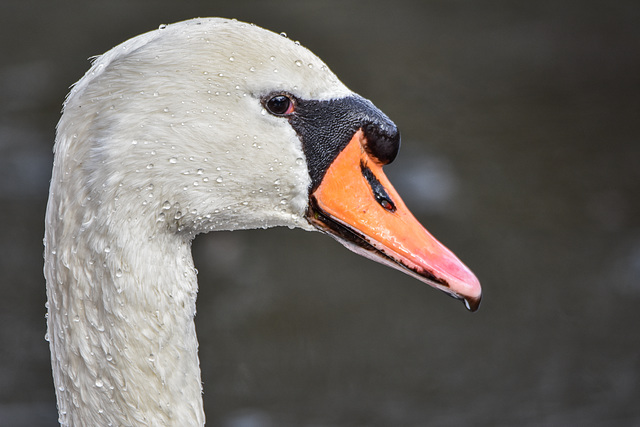 Mein lieber Schwan