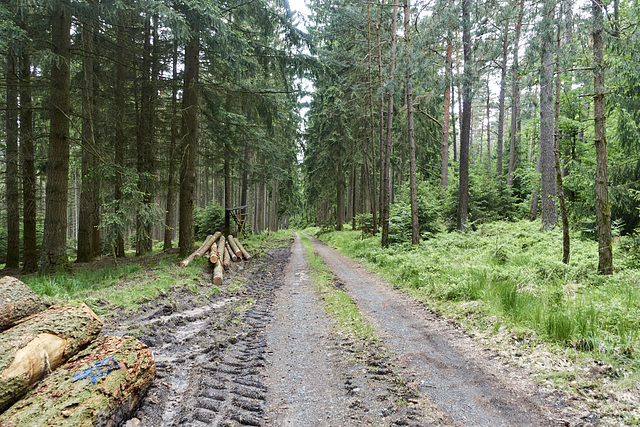 waldweg-06517-co-30-05-19