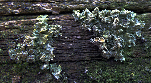 Lichen 5