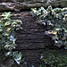 Lichen 5