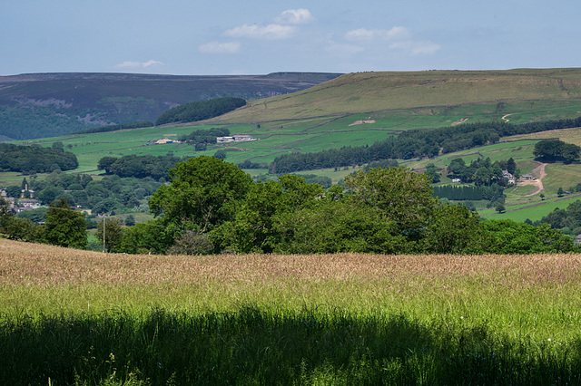 Grass field