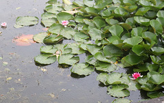 Wasservogel-Paradies