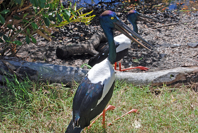 Jabiru oder schwarzköpfiger Storch