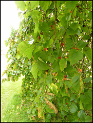 mulberry bush