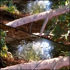 Real River has been transformed into a long-term swamp