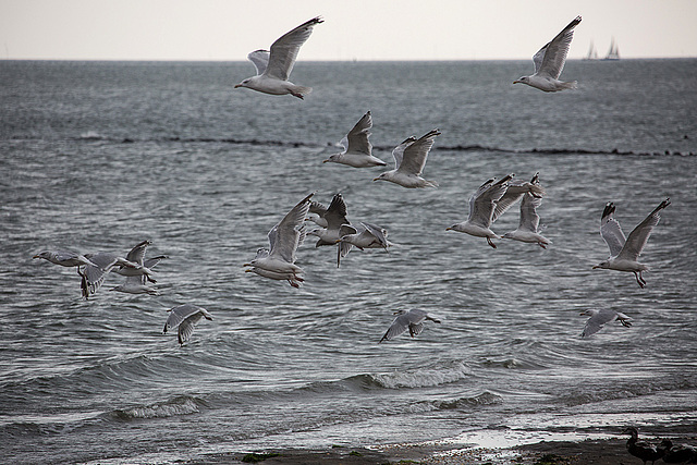 20140914 5290VRAw [NL] Möwen, Enten, Terschelling