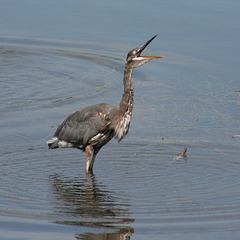 Alors, il vient ce poisson?/where is the fish?