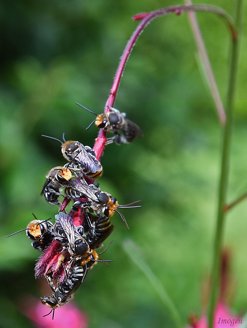 Nomia bees roosting