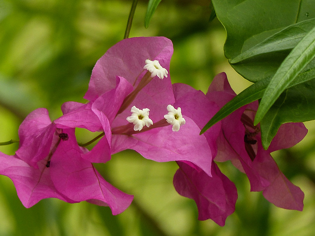 Bougainvillea, Tobago