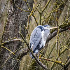 Frischfischliebhaber