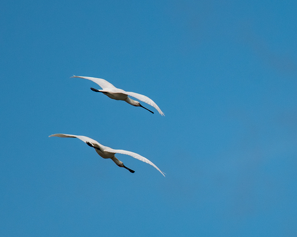 Practicing flight shots: Spoonbills