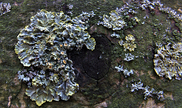 Lichen 4