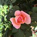 17.08.2020 - Herrliche Rosenblüte