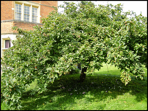 medlar tree