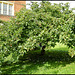 medlar tree