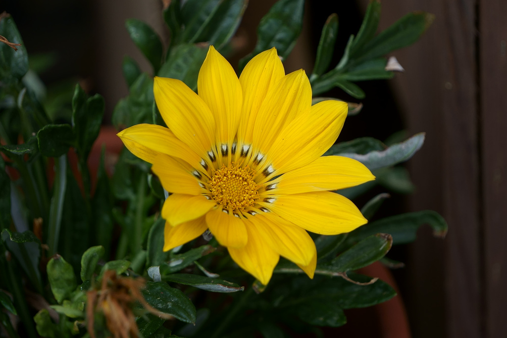 Mittagsblume