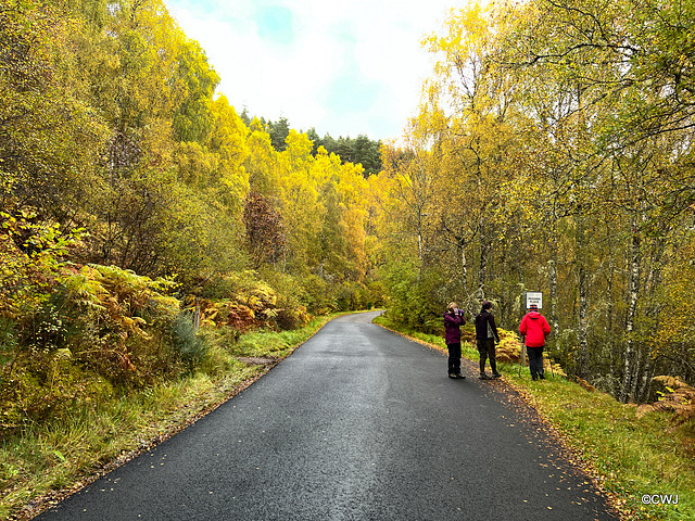 Autumn colours in Glen Afffric