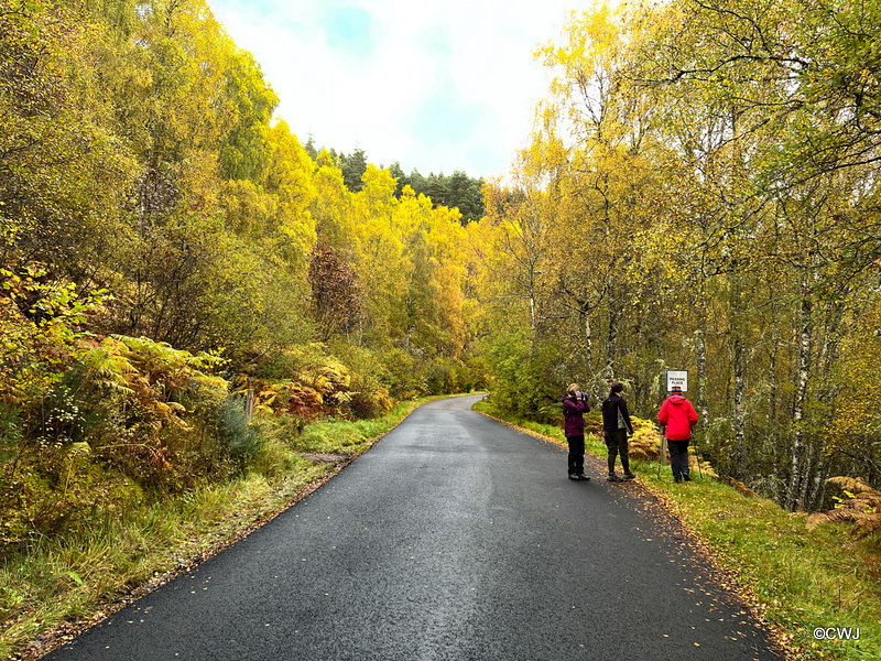 Autumn colours in Glen Afffric