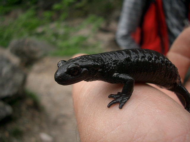 Alpensalamander