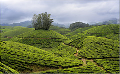 Tea Plantations,  Periyar