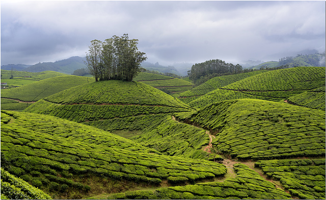 Tea Plantations,  Periyar