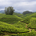 Tea Plantations,  Periyar