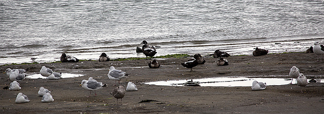 20140914 5289VRAw [NL] Enten, Möwen, Terschelling