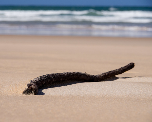 Driftwood on an Atlantic Beach.