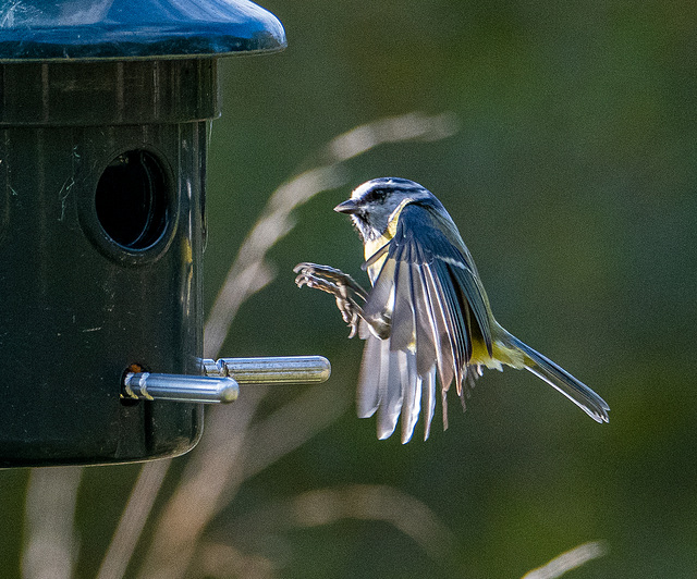 Incoming blue tit