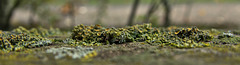 Lichen 3