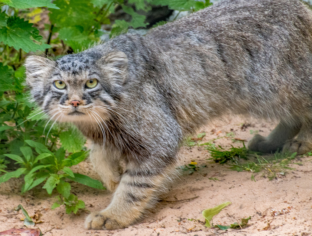 Pallas ' cat