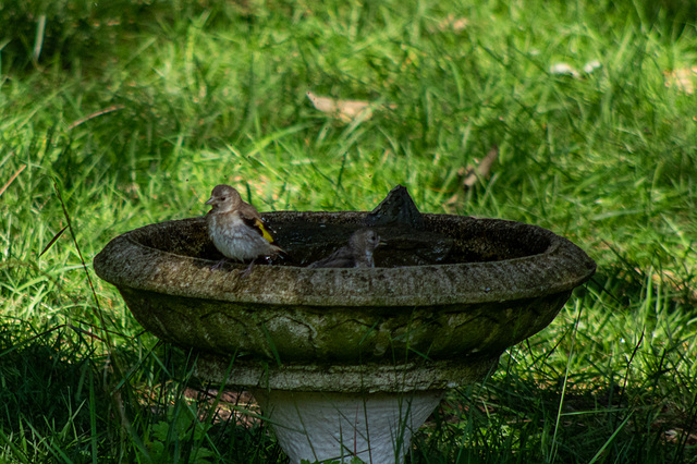 Young Goldfinches