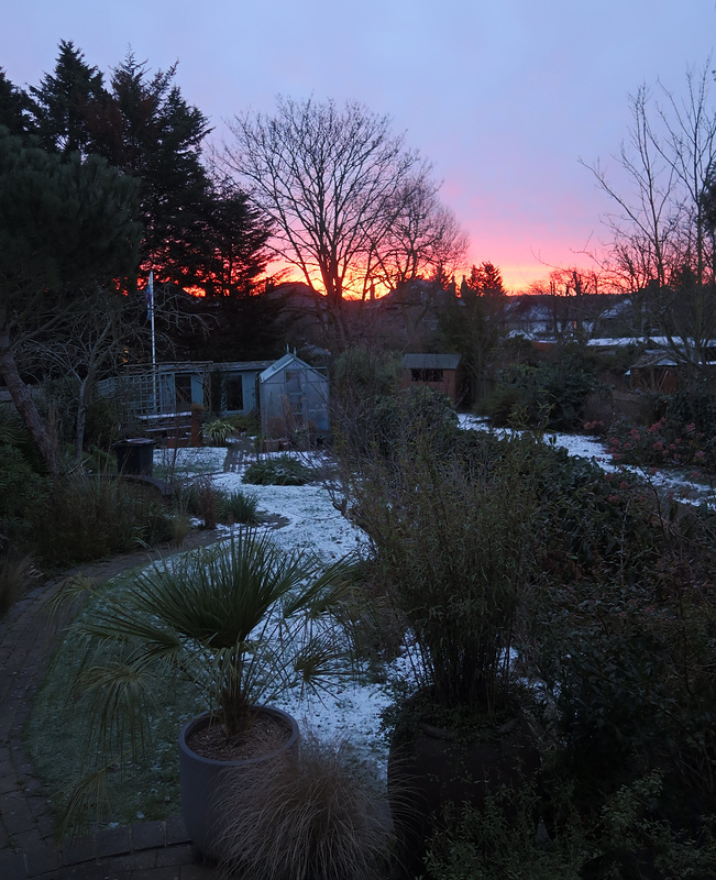 Back garden, dawn, late January, with a bit of snow