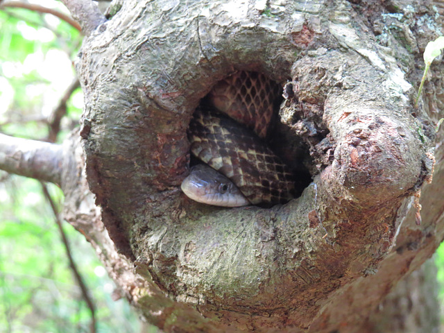 Hollow tree